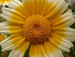 花,開花,性質(zhì)