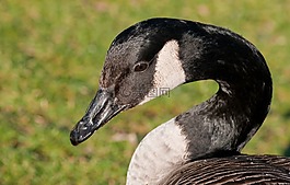 加拿大鵝,鵝,鳥