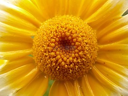 花,開花,性質(zhì)