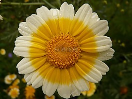花,開(kāi)花,性質(zhì)