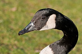 加拿大鵝,鵝,鳥