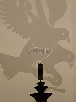 和平鴿,窗口,玻璃