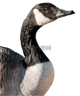 加拿大鵝,鵝,鳥