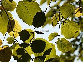 葉子,背光,核桃