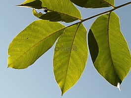 葉子,背光,核桃樹