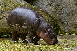 河馬,嬰兒,動物園