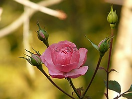 玫瑰,花,開花
