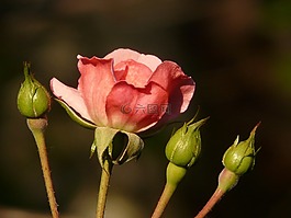 玫瑰,花,開花