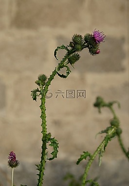 水飛薊,植物,性質(zhì)