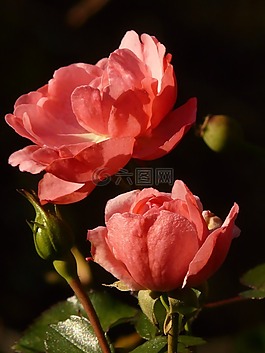 玫瑰,花,開花