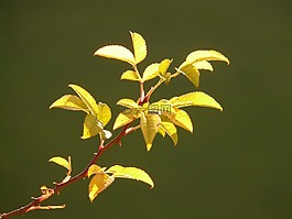 葉子,廠,背光