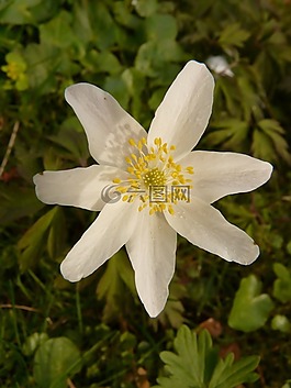 木海葵,海葵,hahnenfußgewächs