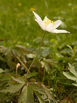 木海葵,海葵,hahnenfußgewächs
