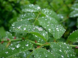 雨滴,葉子,雨
