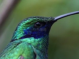 蜂鳥,trochilidae,藍色