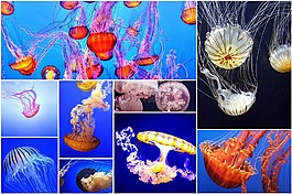 海蜇,水母拼貼,照片拼貼