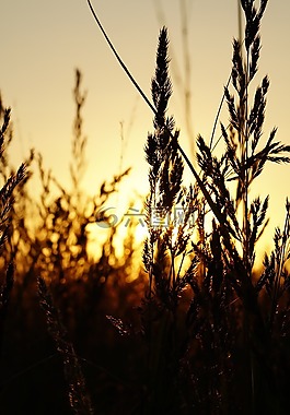 日落,草,abendstimmung