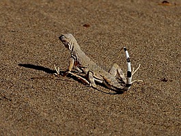 蜥蜴,爬行動物,鬣蜥