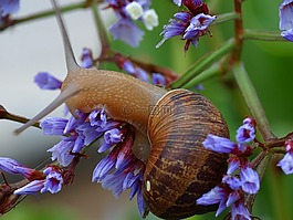 蝸牛,殼,花