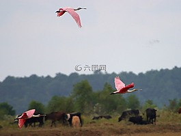 火烈鳥,飛行,飛