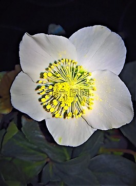 圣誕玫瑰,蓮花雞肝散,物種