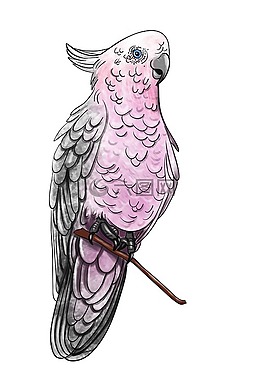 鸚鵡,鳥,熱帶