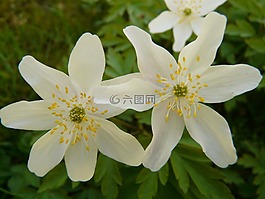 木海葵,海葵,hahnenfußgewächs