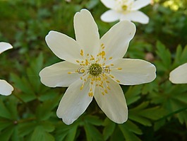 木海葵,海葵,hahnenfußgewächs