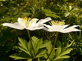 木海葵,海葵,hahnenfußgewächs