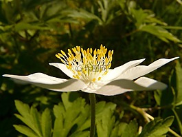 木海葵,海葵,hahnenfußgewächs