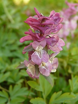 花,開花,廠