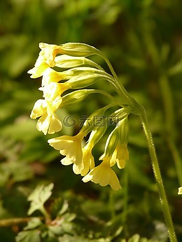 黃花九輪草,報(bào)春花,廠