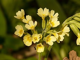 黃花九輪草,報(bào)春花,廠