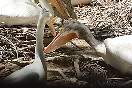 鵜,鳥,動物