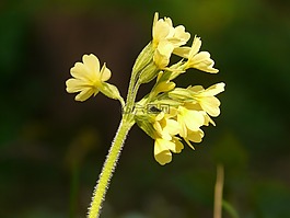 黃花九輪草,報(bào)春花,廠