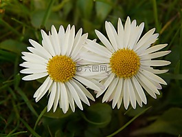 雛菊,廠,花園