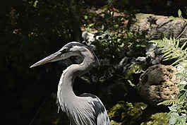 大藍鷺,鳥,鷺