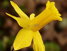 水仙,喇叭水仙,花