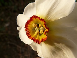 水仙,喇叭水仙,花