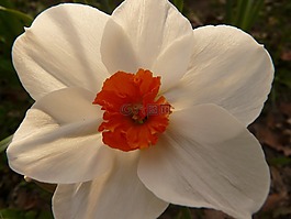 水仙,喇叭水仙,花