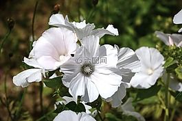 旋花,喇叭花,鮮花