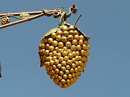 葡萄,gasthof,以葡萄