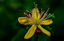 香煙花,開花,芽