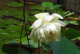 莲花,花,白