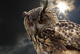 鷹獵,鳥,猛禽