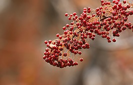 鲜花,温特斯,颜色