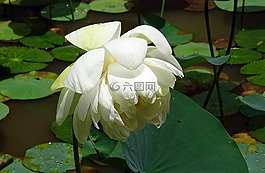 莲花,花,白