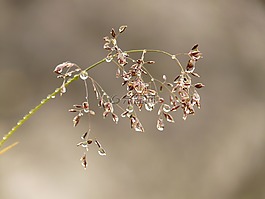 草,廠,露水
