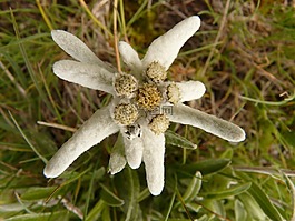 雪絨花,高山花卉,很少