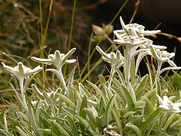 雪絨花,高山花卉,很少